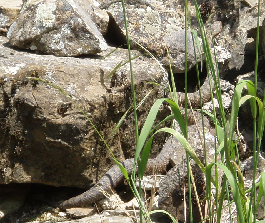 Alcune foto di vipere in natura